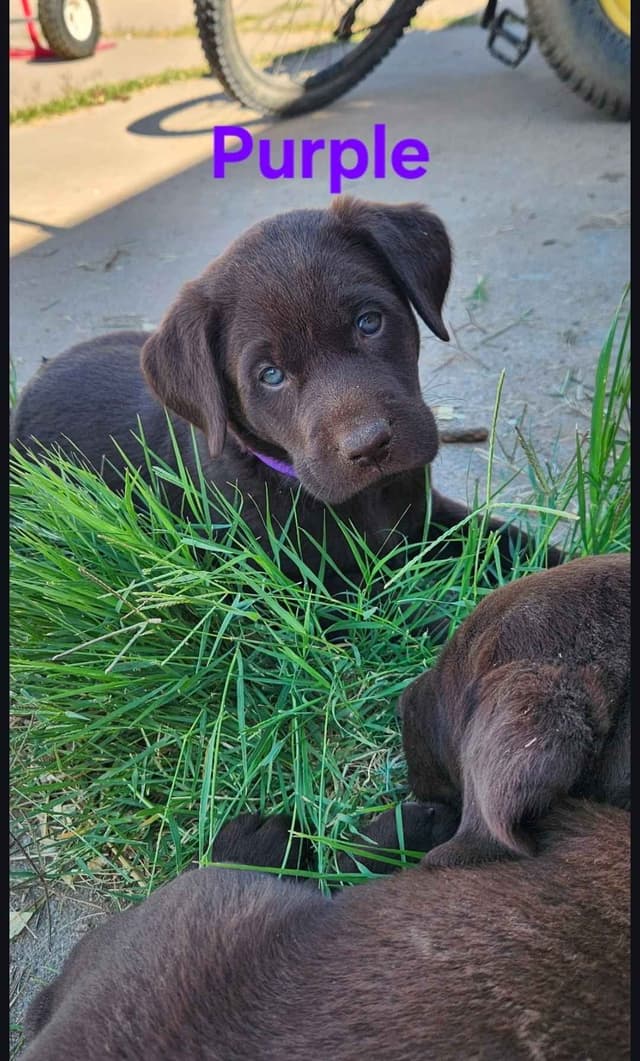 American Field Lab puppies media 23