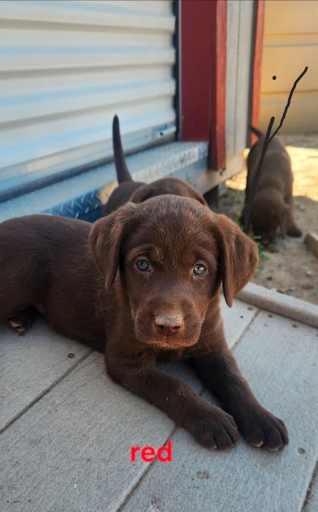 American Field Lab puppies media 24