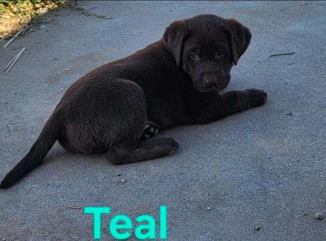 American Field Lab puppies media 25