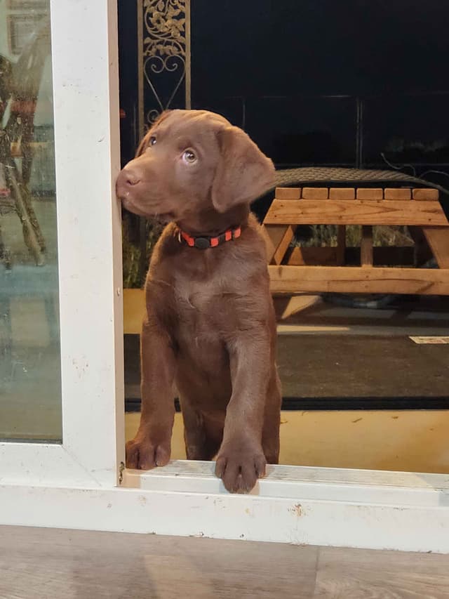 American Field Lab puppies media 26