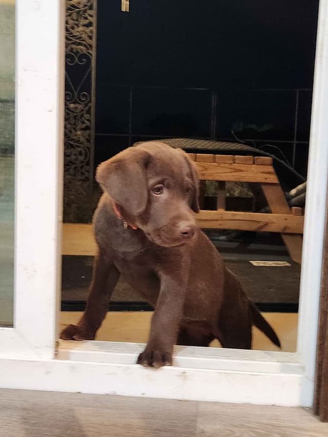 American Field Lab puppies media 27