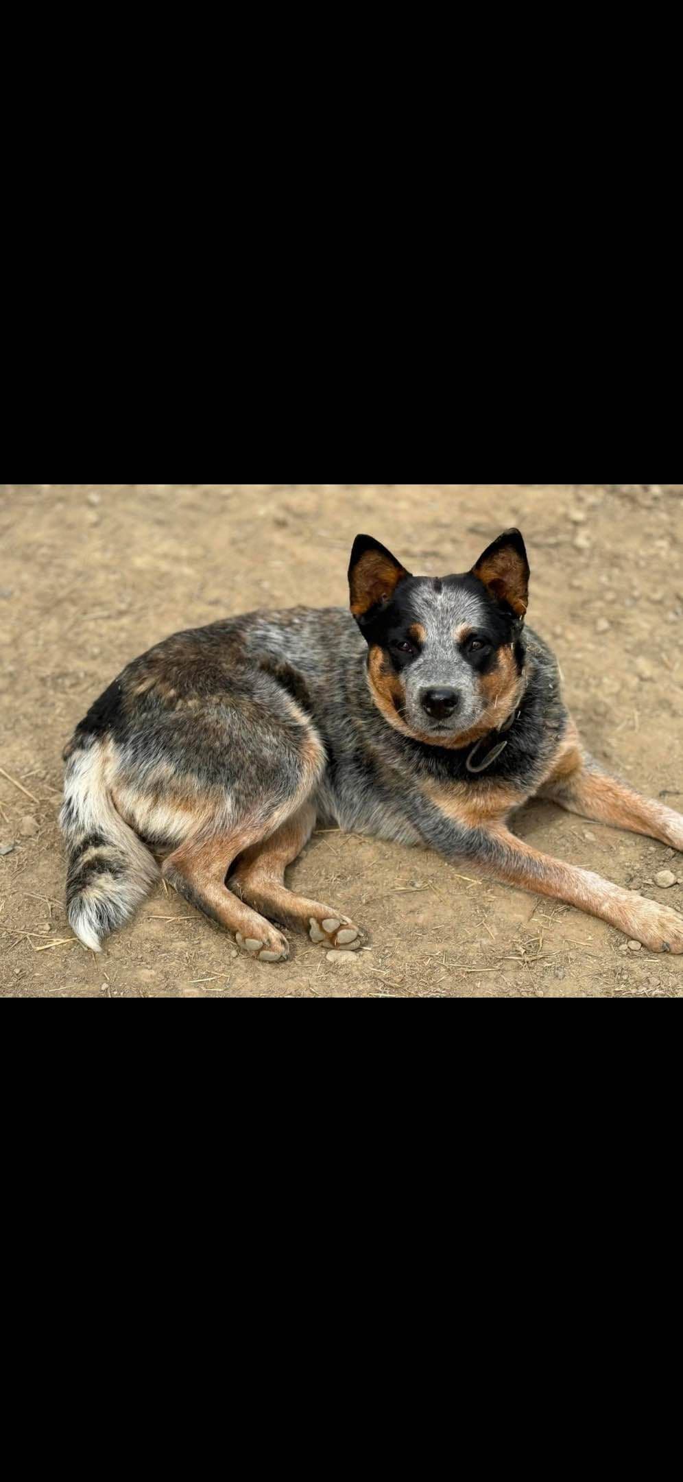 Australian Cattle Dog Puppies breeder image 1