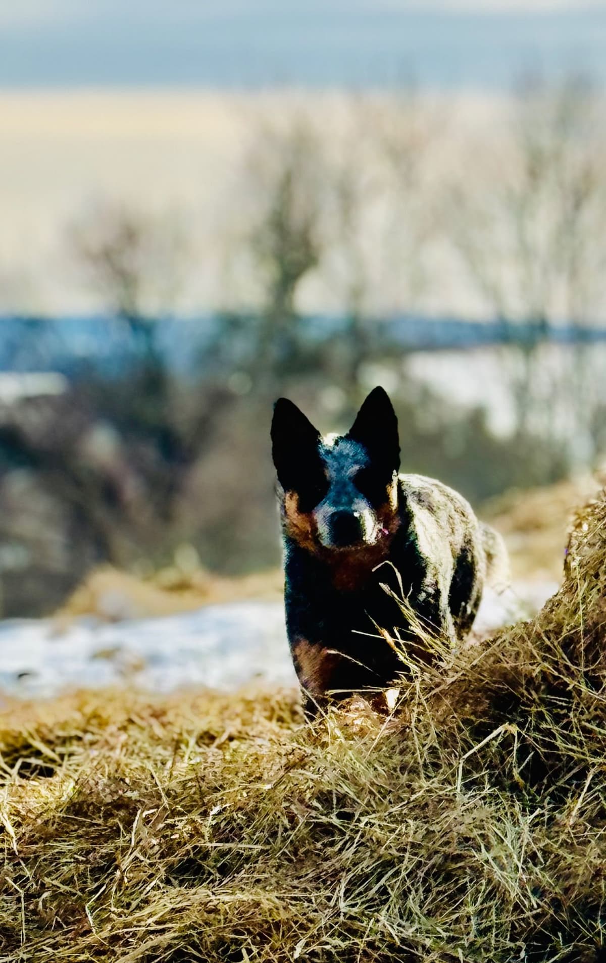 Australian Cattle Dog Puppies breeder image 2