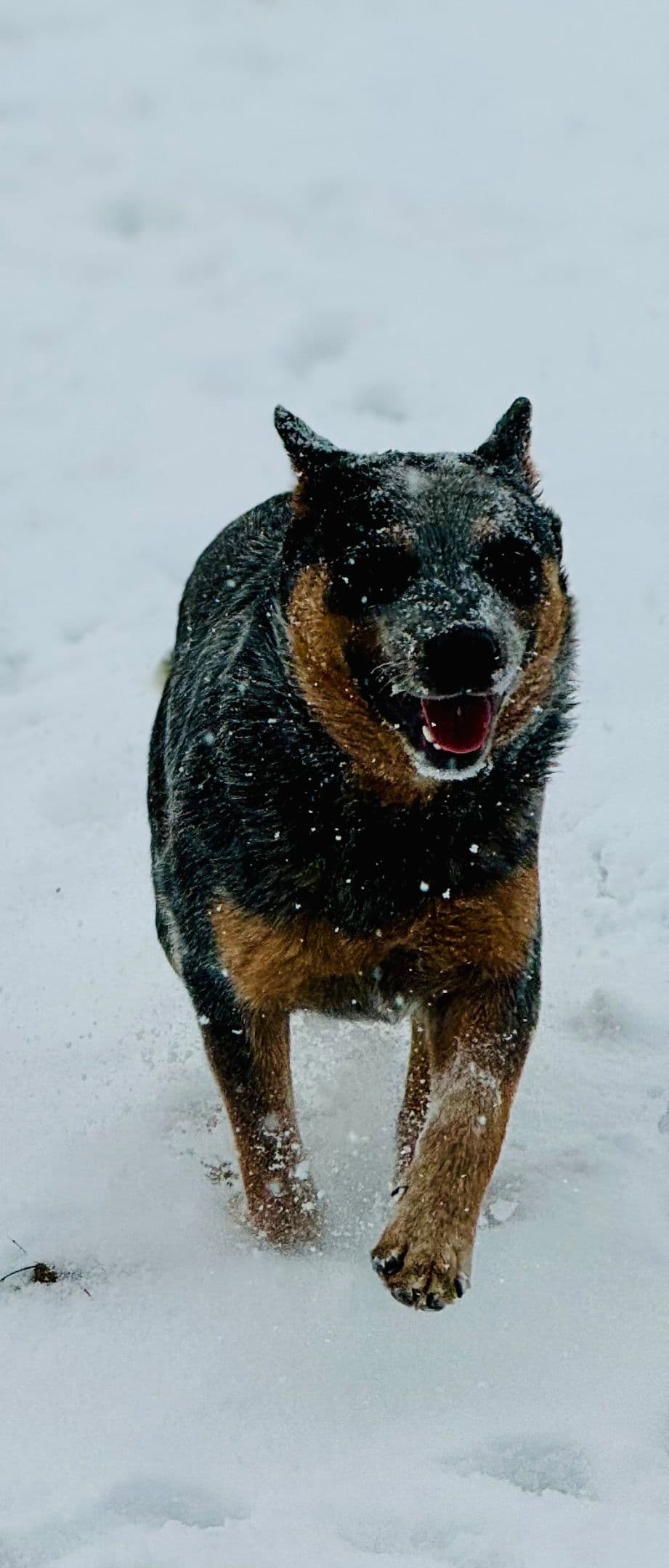 Australian Cattle Dog Puppies breeder image 3