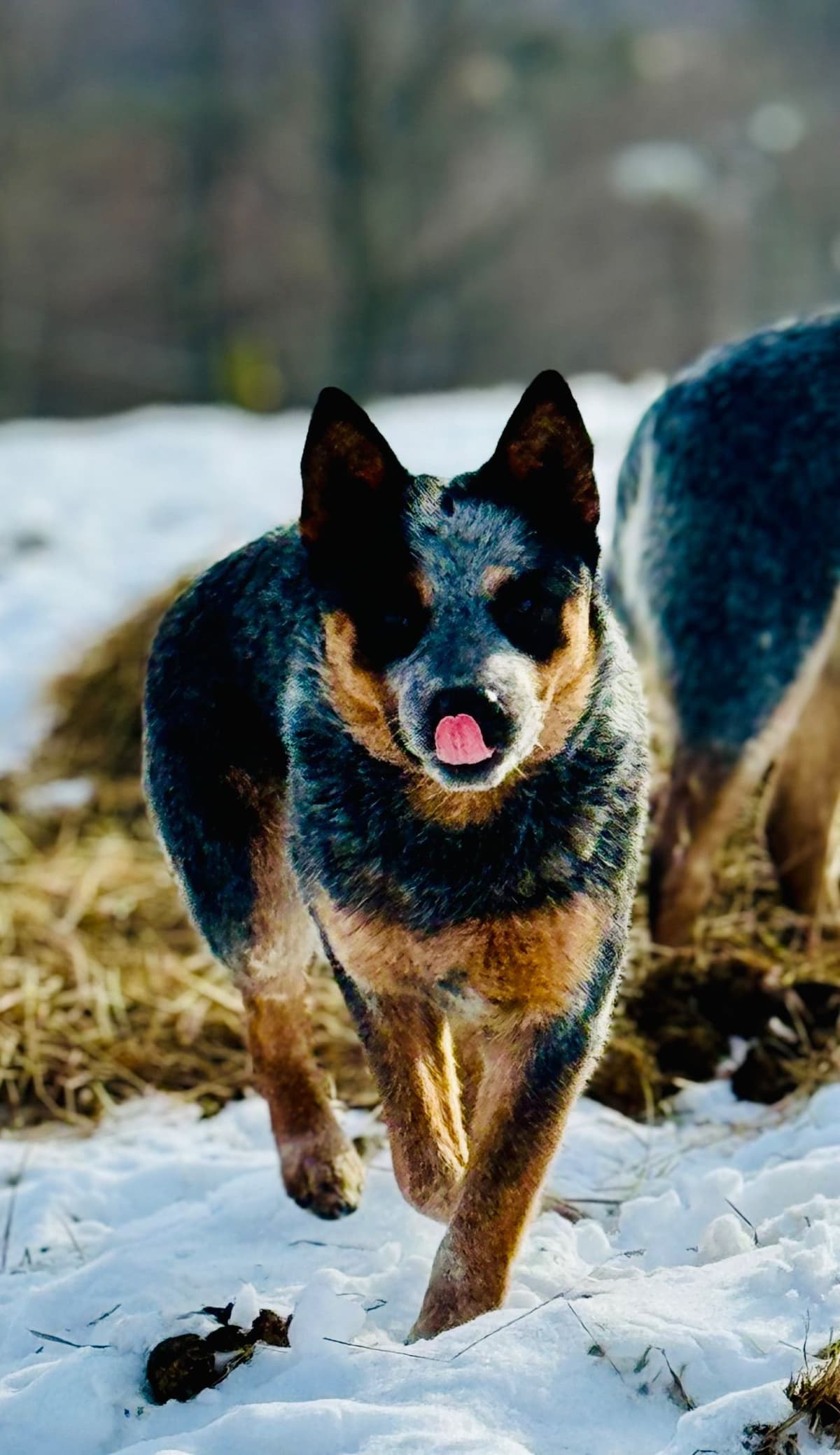 Australian Cattle Dog Puppies breeder image 4