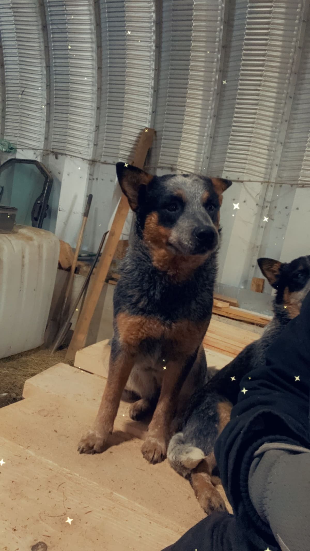 Australian Cattle Dog Puppies breeder image 6