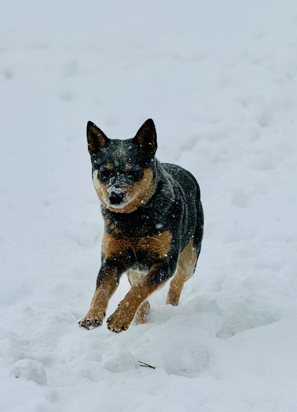 Australian Cattle Dog Puppies breeder image 5