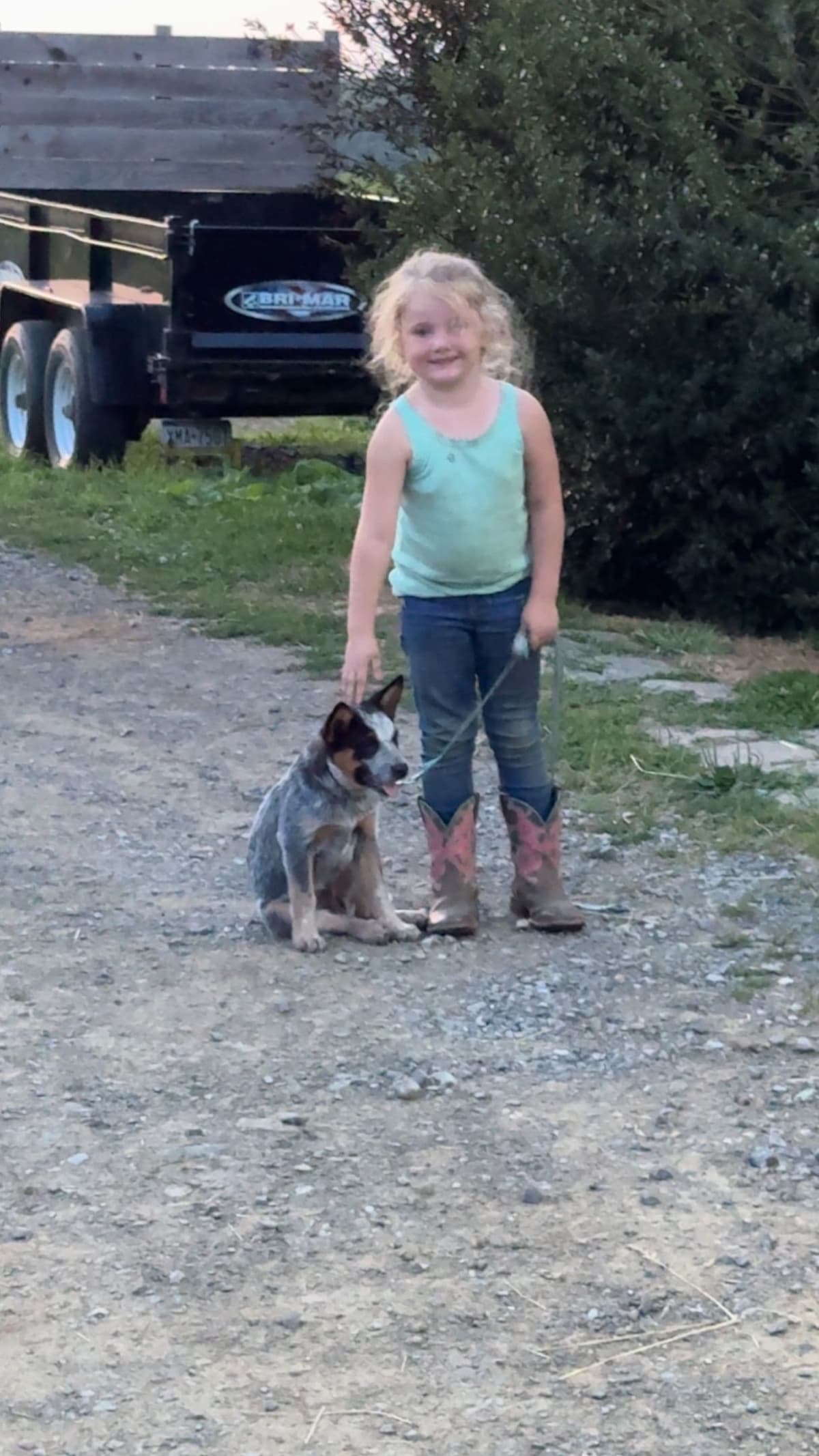 Australian Cattle Dog Puppies breeder image 8