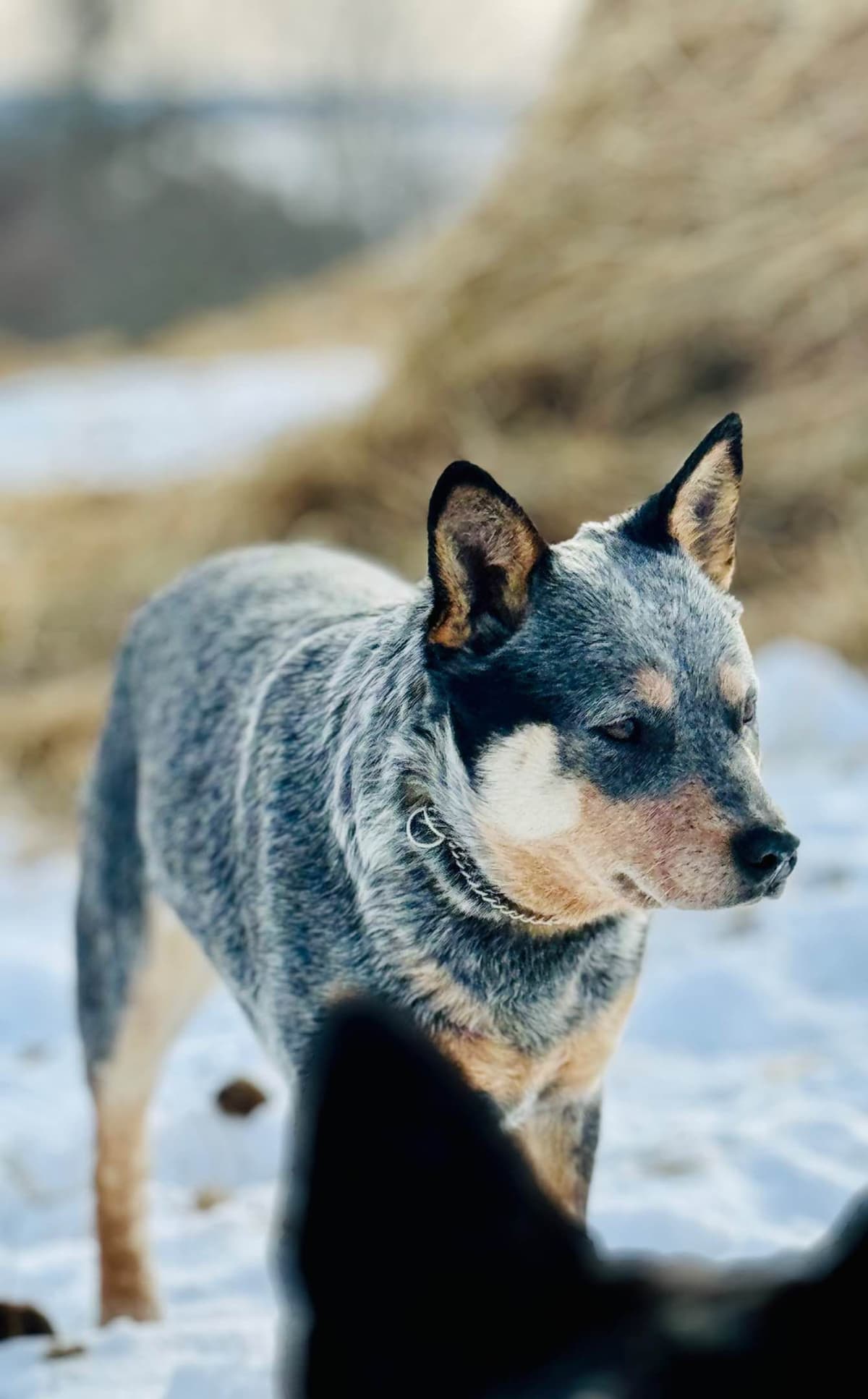 Australian Cattle Dog Puppies breeder image 9