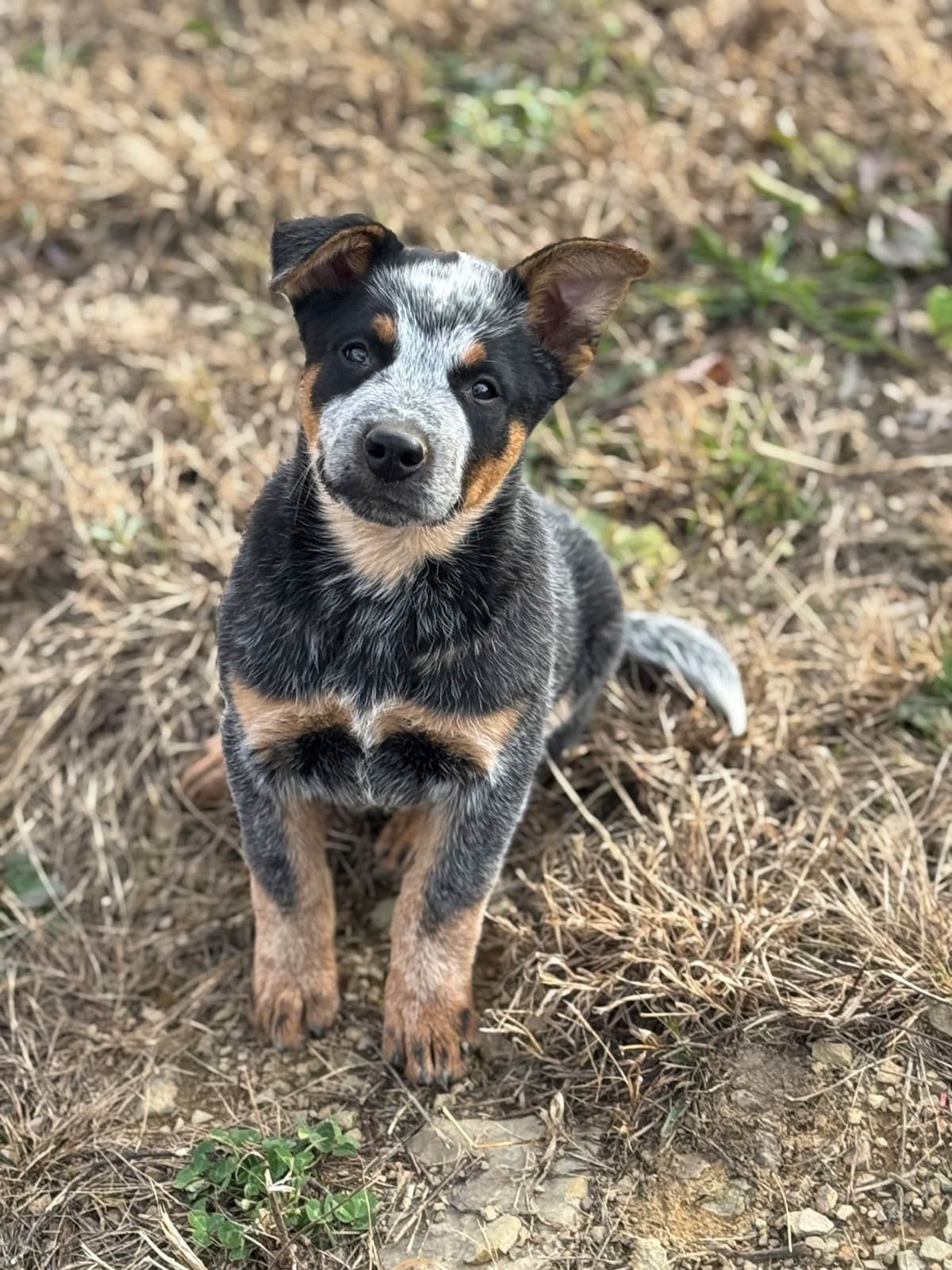 Australian Cattle Dog Puppies breeder image 11