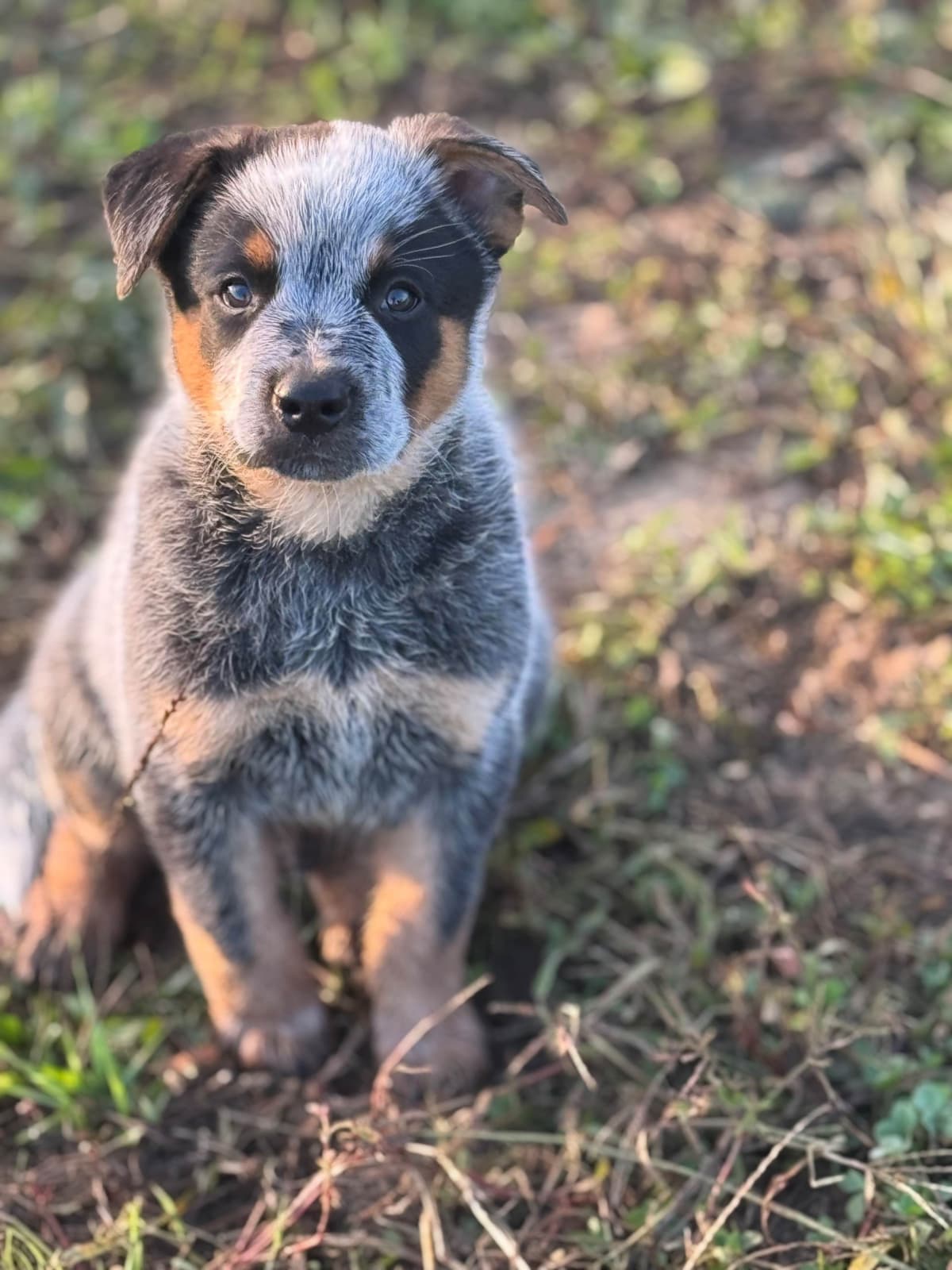 Australian Cattle Dog Puppies breeder image 10