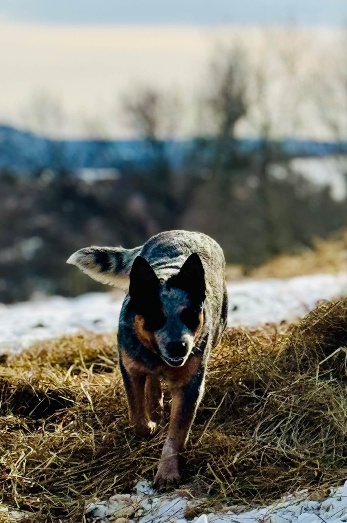 Australian Cattle Dog Puppies breeder image 13