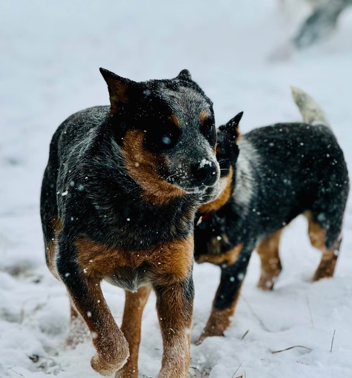 Australian Cattle Dog Puppies breeder image 14