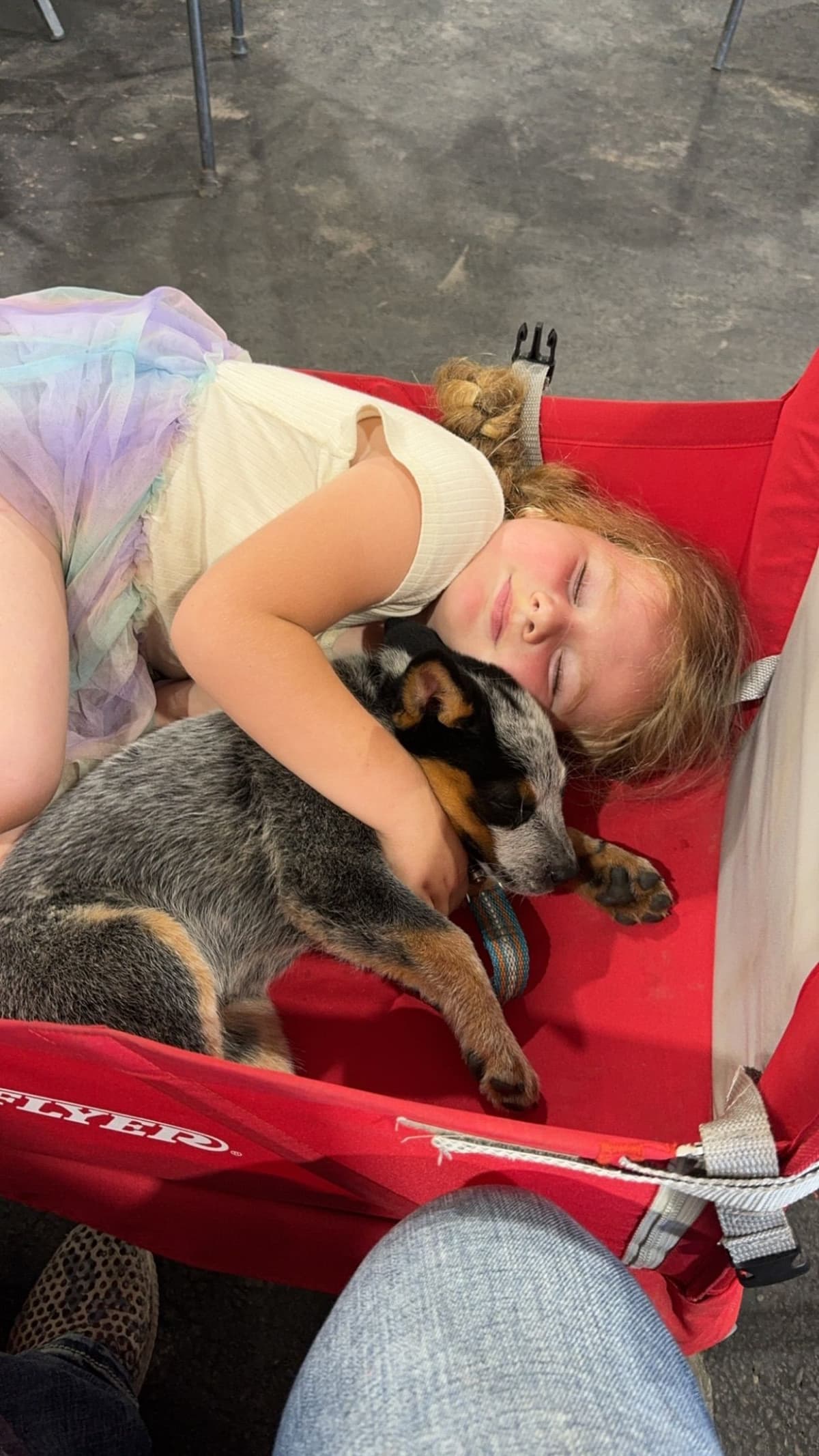 Australian Cattle Dog Puppies breeder image 12