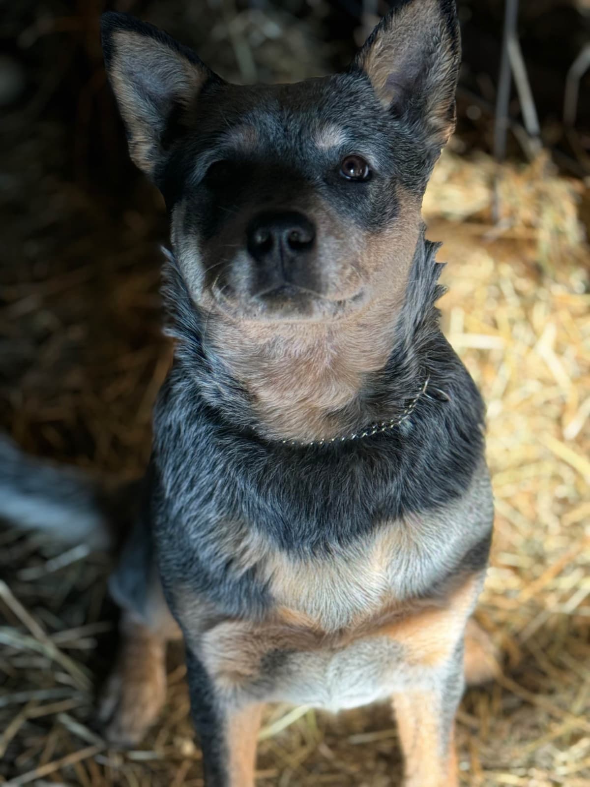 Australian Cattle Dog Puppies breeder image 16