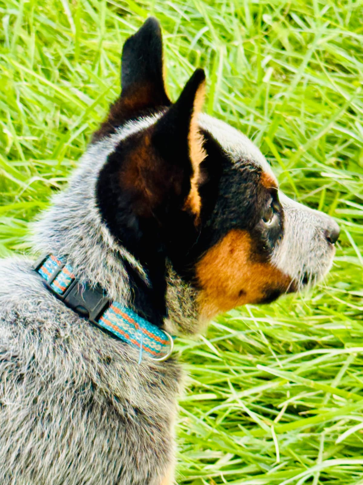 Australian Cattle Dog Puppies breeder image 17