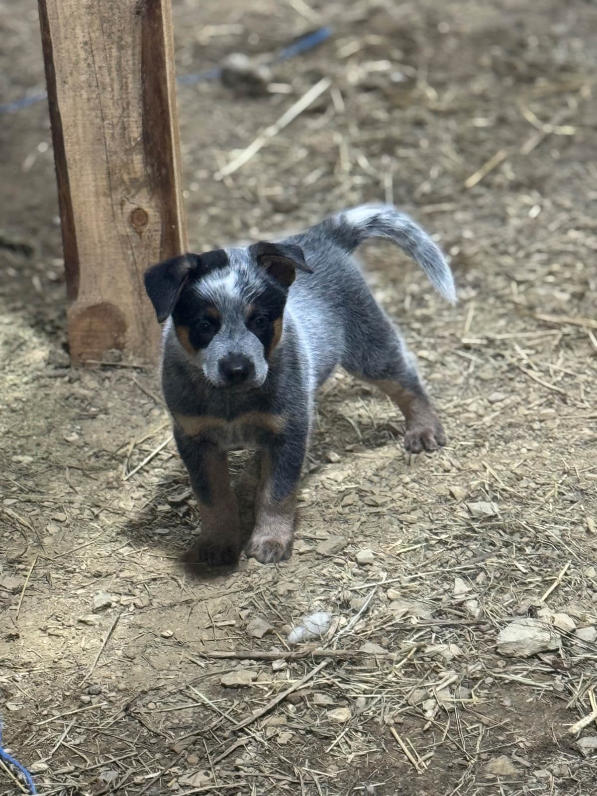 Australian Cattle Dog Puppies breeder image 18
