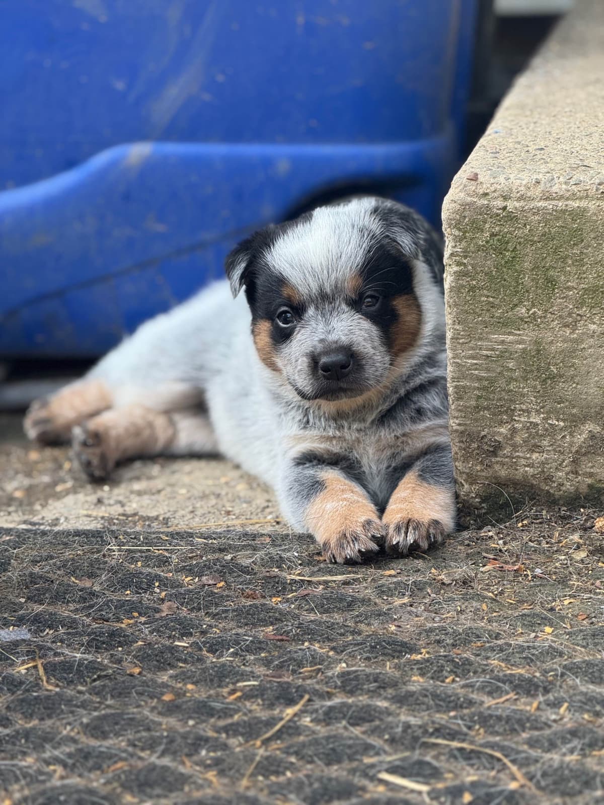Australian Cattle Dog Puppies breeder image 20