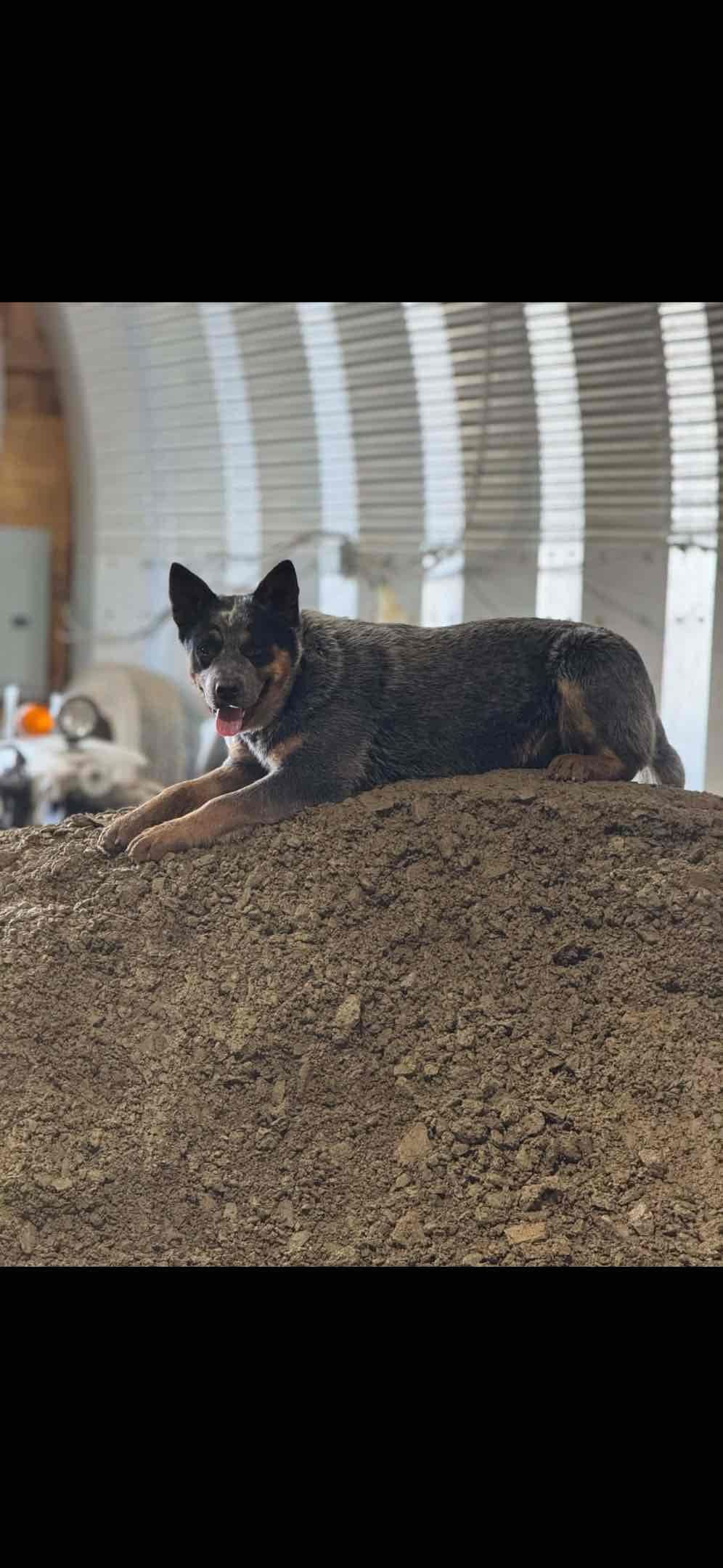 Australian Cattle Dog Puppies breeder image 19