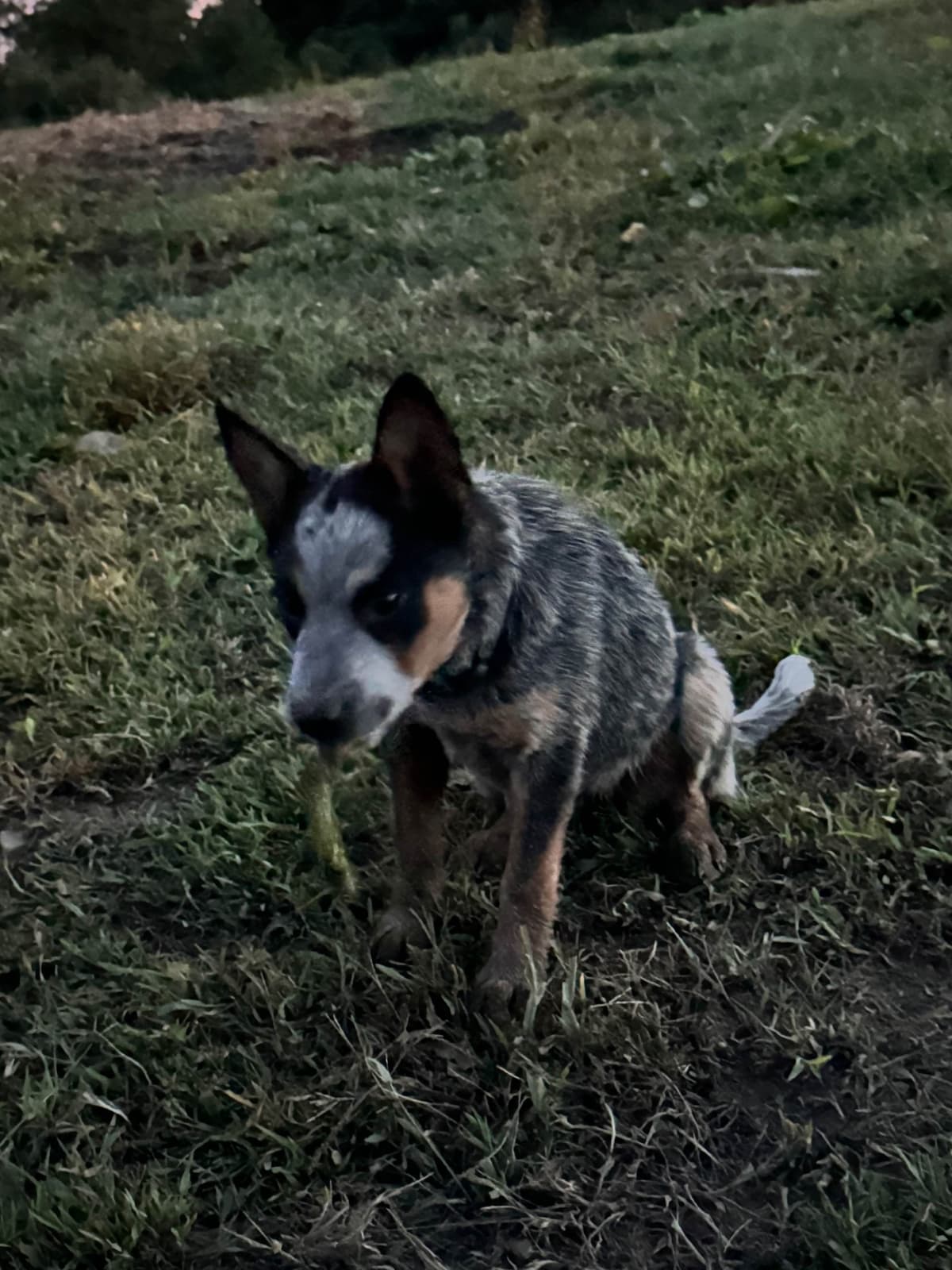 Australian Cattle Dog Puppies breeder image 21