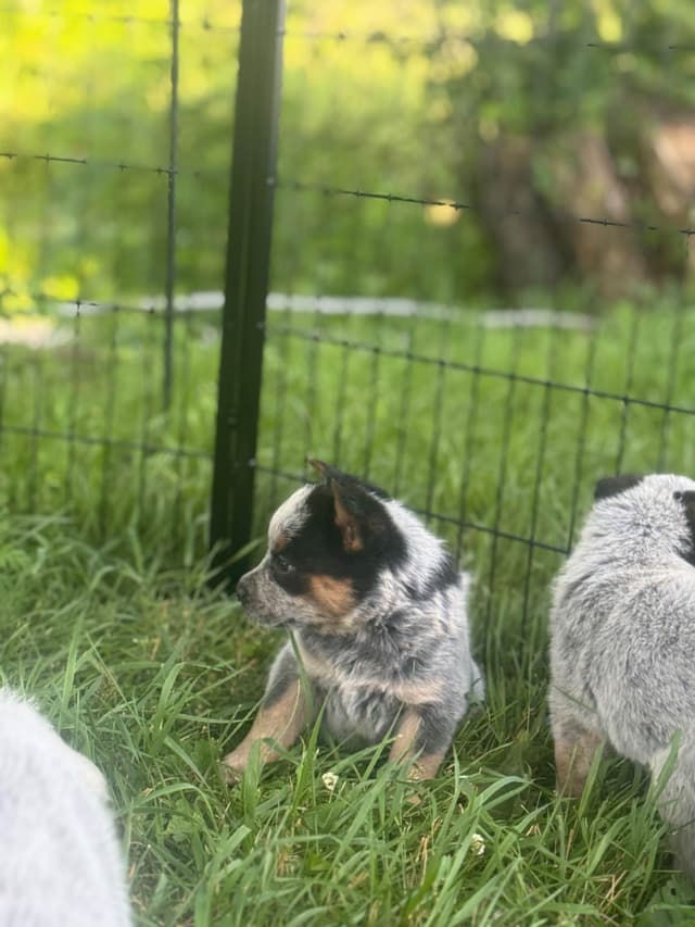 Australian Cattle Dog Puppies media 5