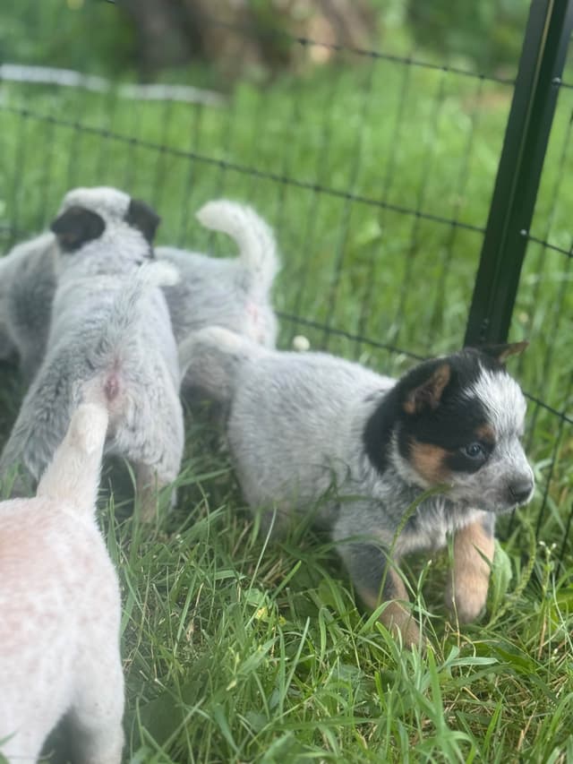 Australian Cattle Dog Puppies media 6