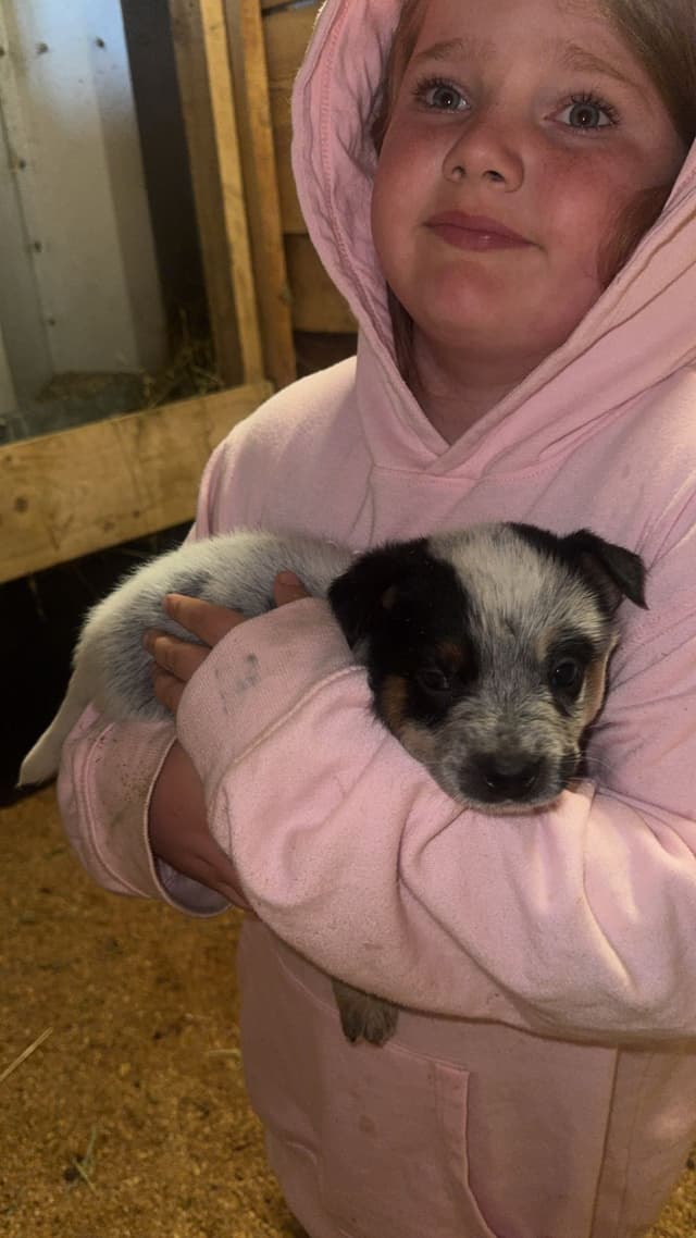 Australian Cattle Dog Puppies media 9