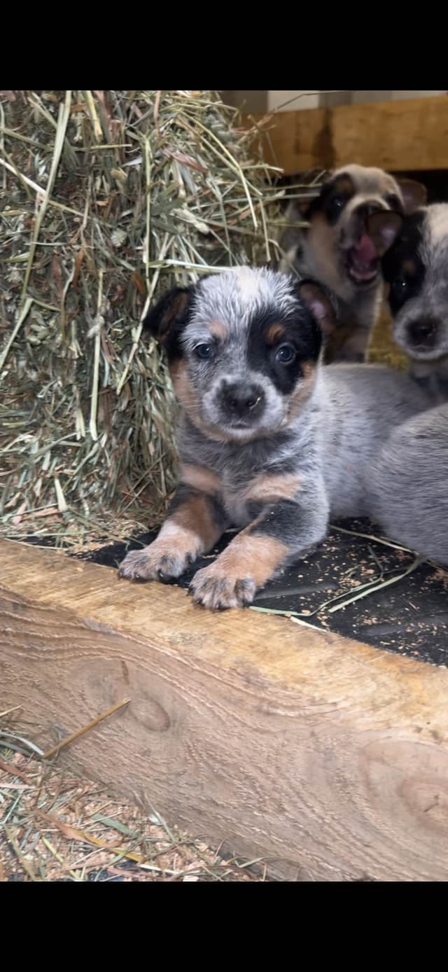 Australian Cattle Dog Puppies media 7