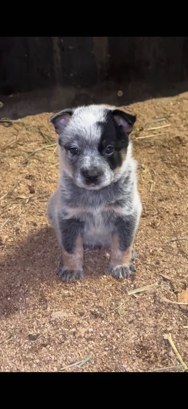 Australian Cattle Dog Puppies media 2