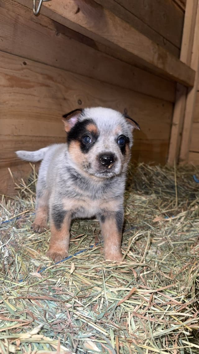 Australian Cattle Dog Puppies media 4