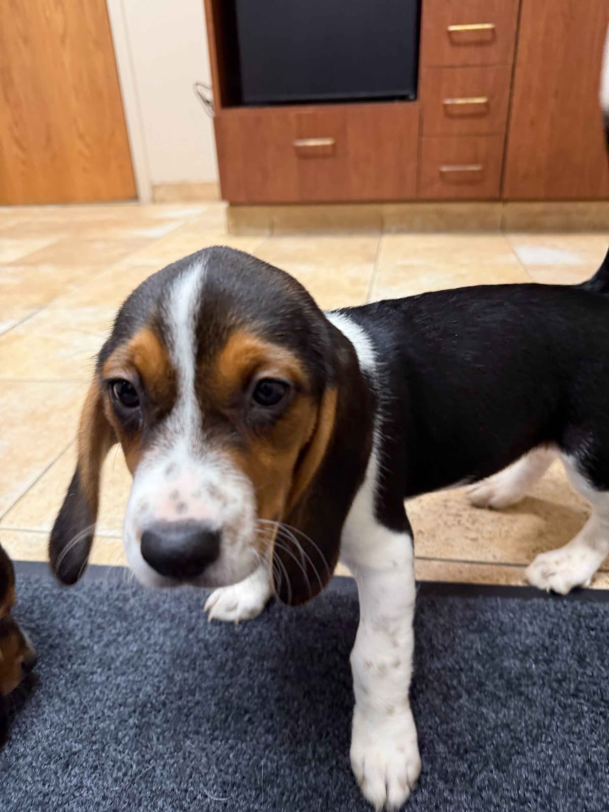 Beagle Puppies breeder image 1