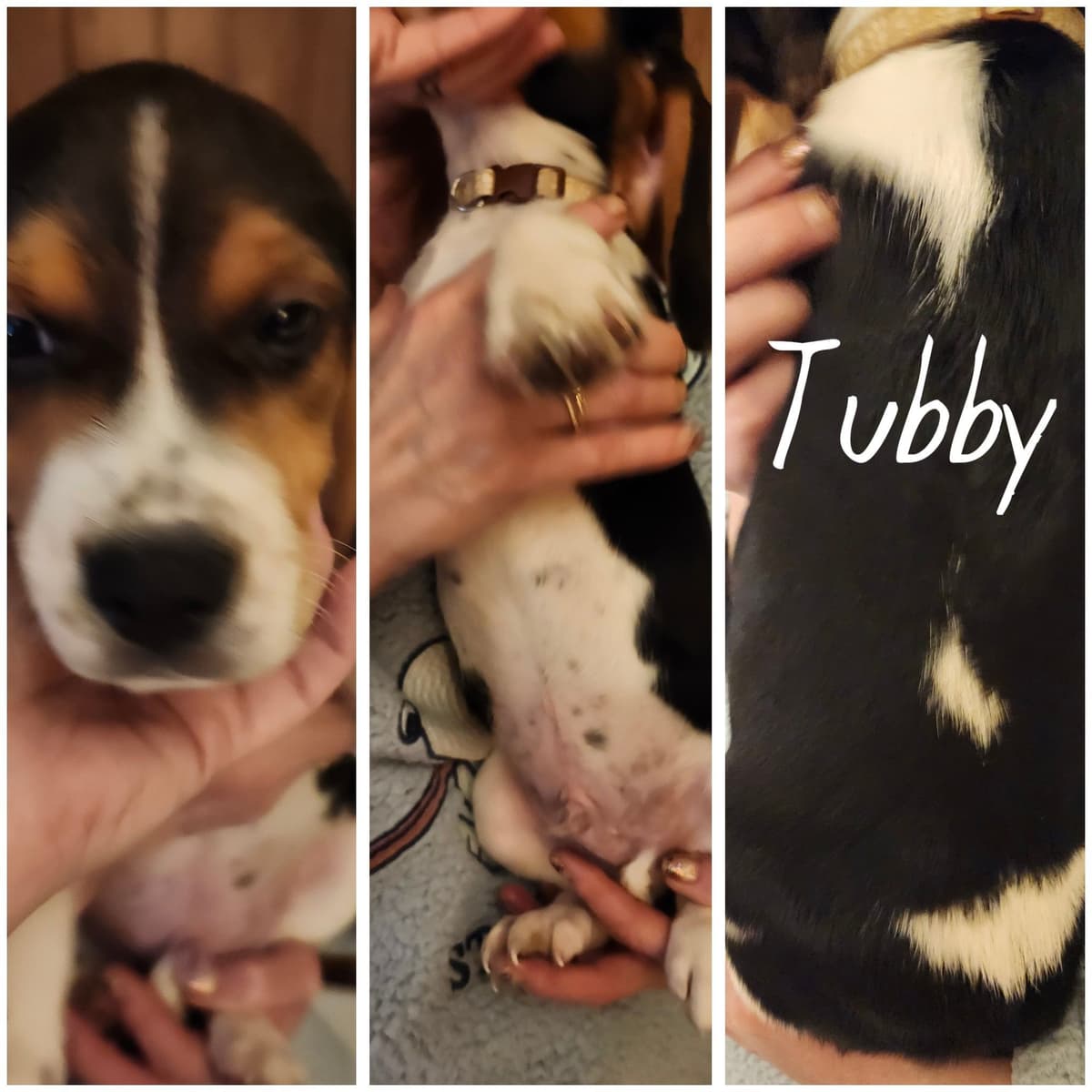 Beagle Puppies breeder image 2