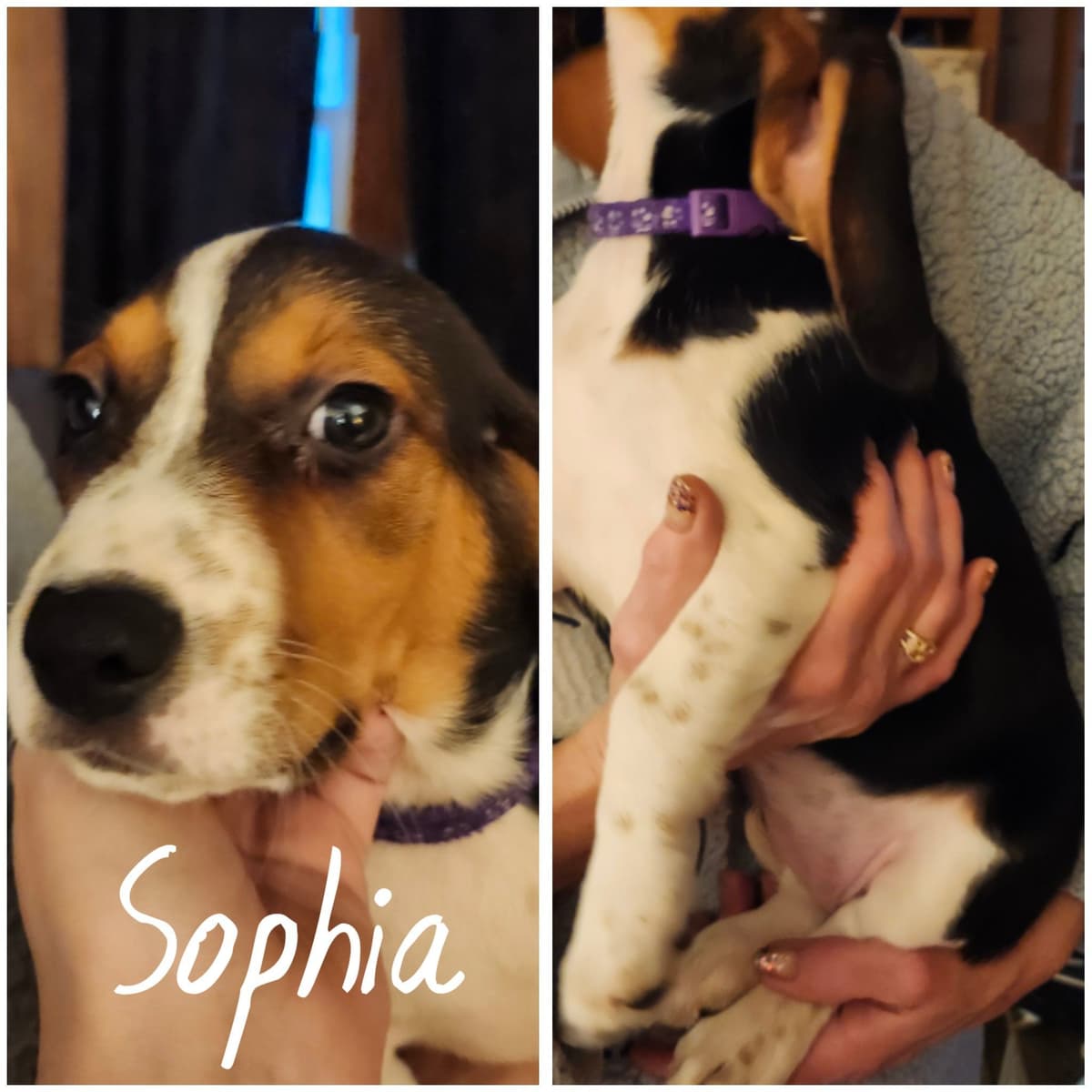 Beagle Puppies breeder image 3
