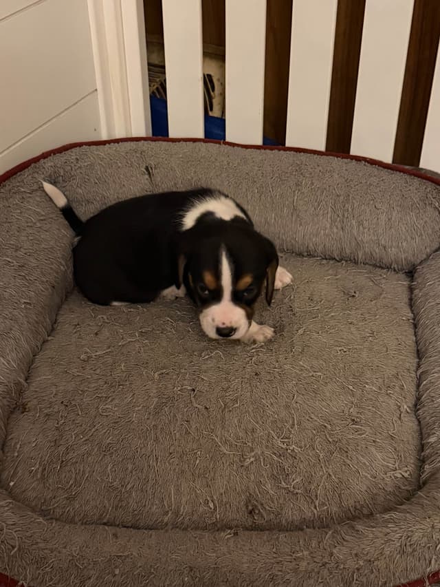 Beagle Puppies media 5