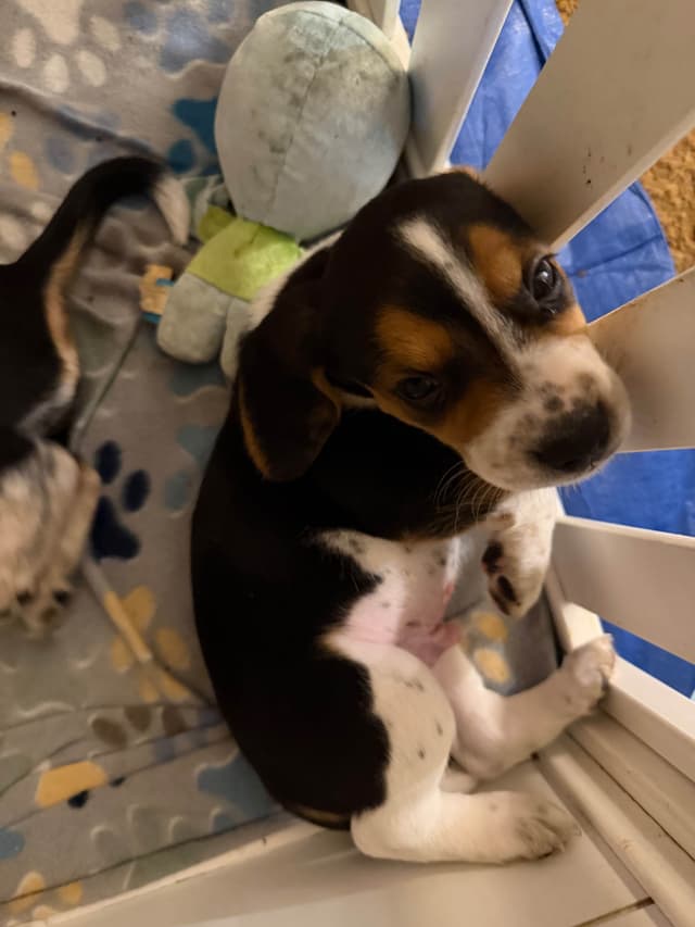 Beagle Puppies media 9