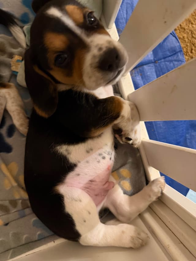 Beagle Puppies media 10