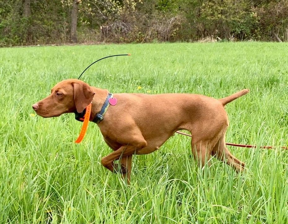 Vizsla Puppies breeder image 1