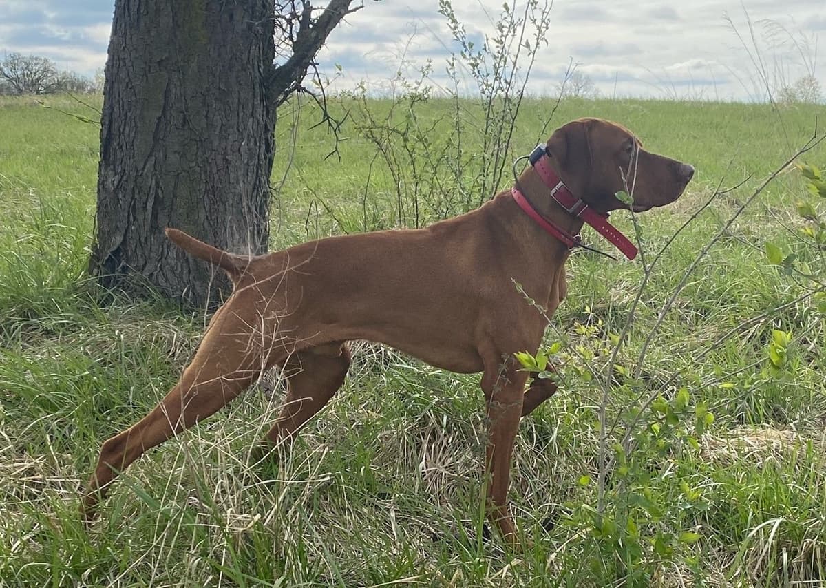 Vizsla Puppies breeder image 2