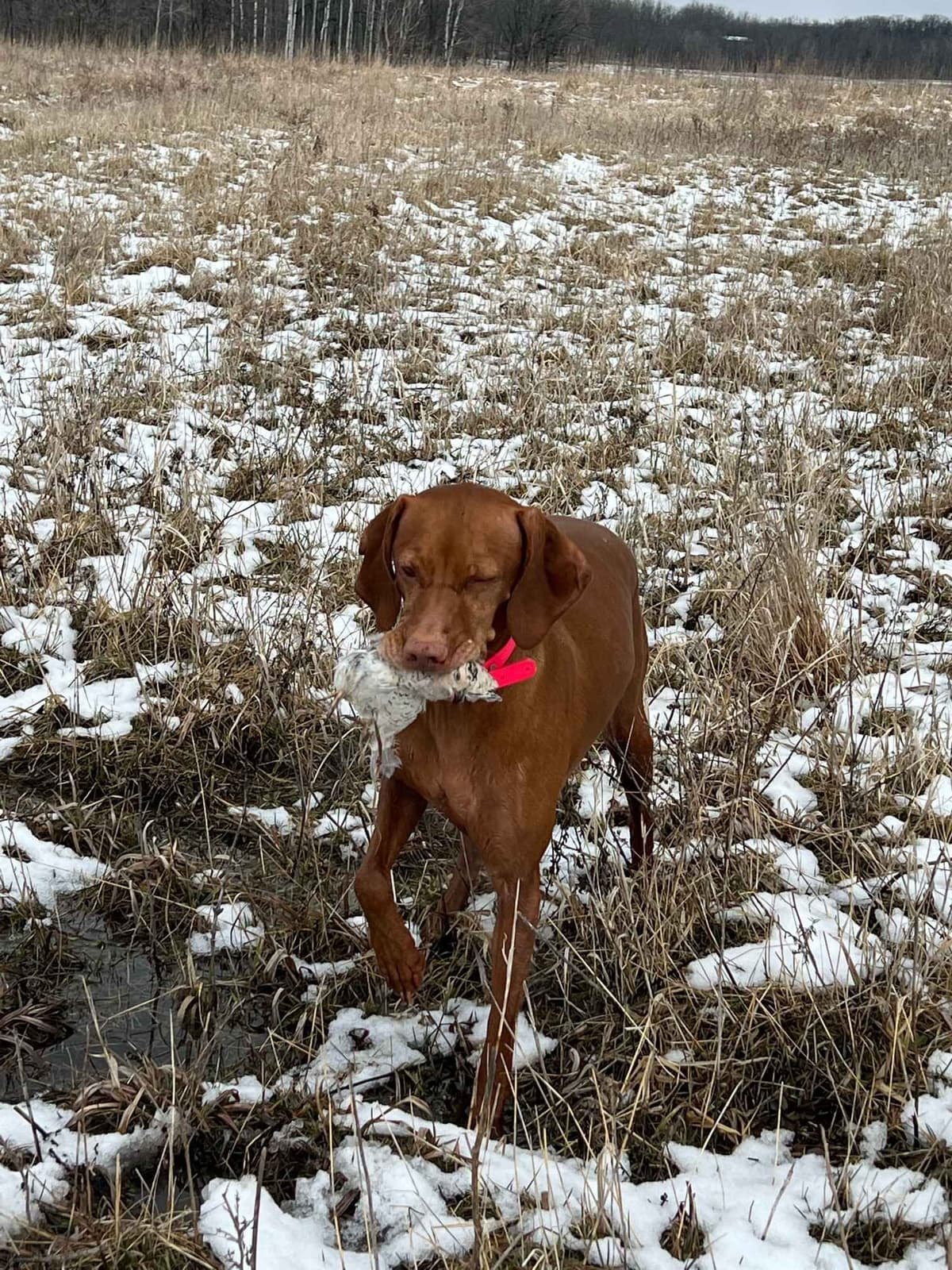Vizsla Puppies breeder image 3