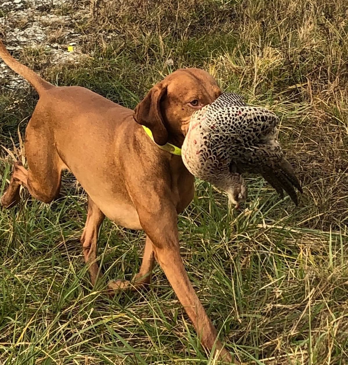 Vizsla Puppies breeder image 4