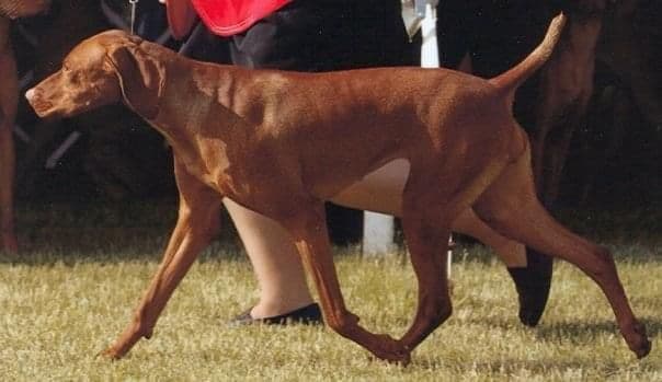 Vizsla Puppies breeder image 5