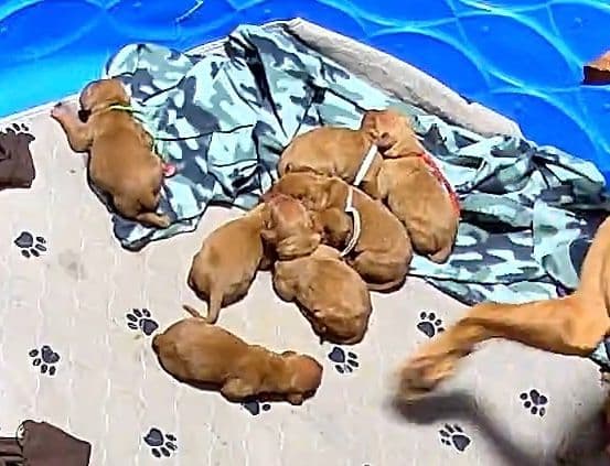 Vizsla Puppies breeder image 6