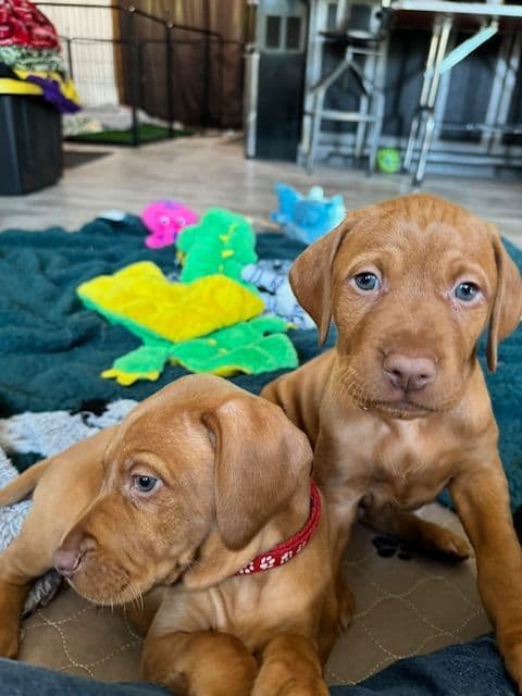 Vizsla Puppies breeder image 7