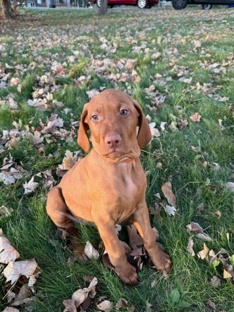 Vizsla Puppies breeder image 9