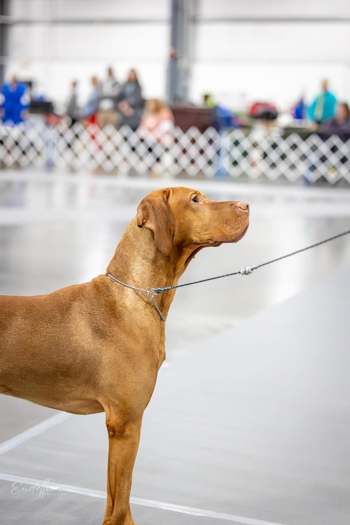 Vizsla Puppies breeder image 11