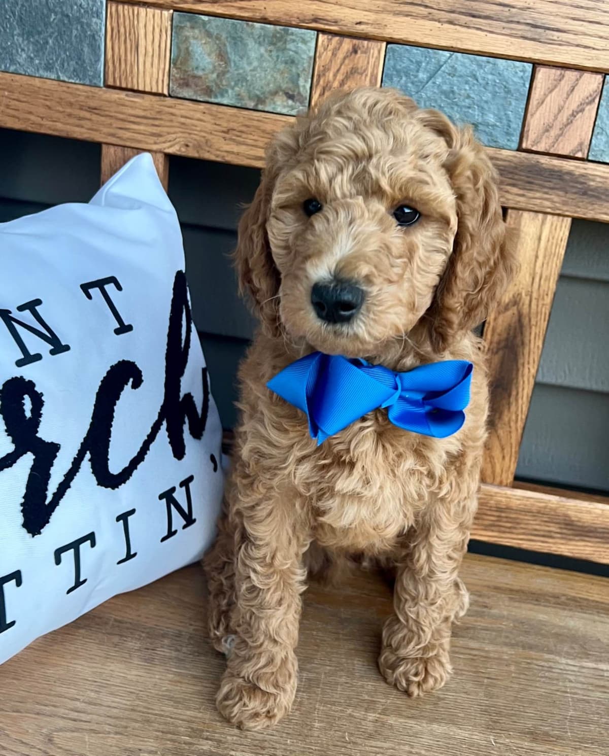 Poodle Puppies breeder image 3