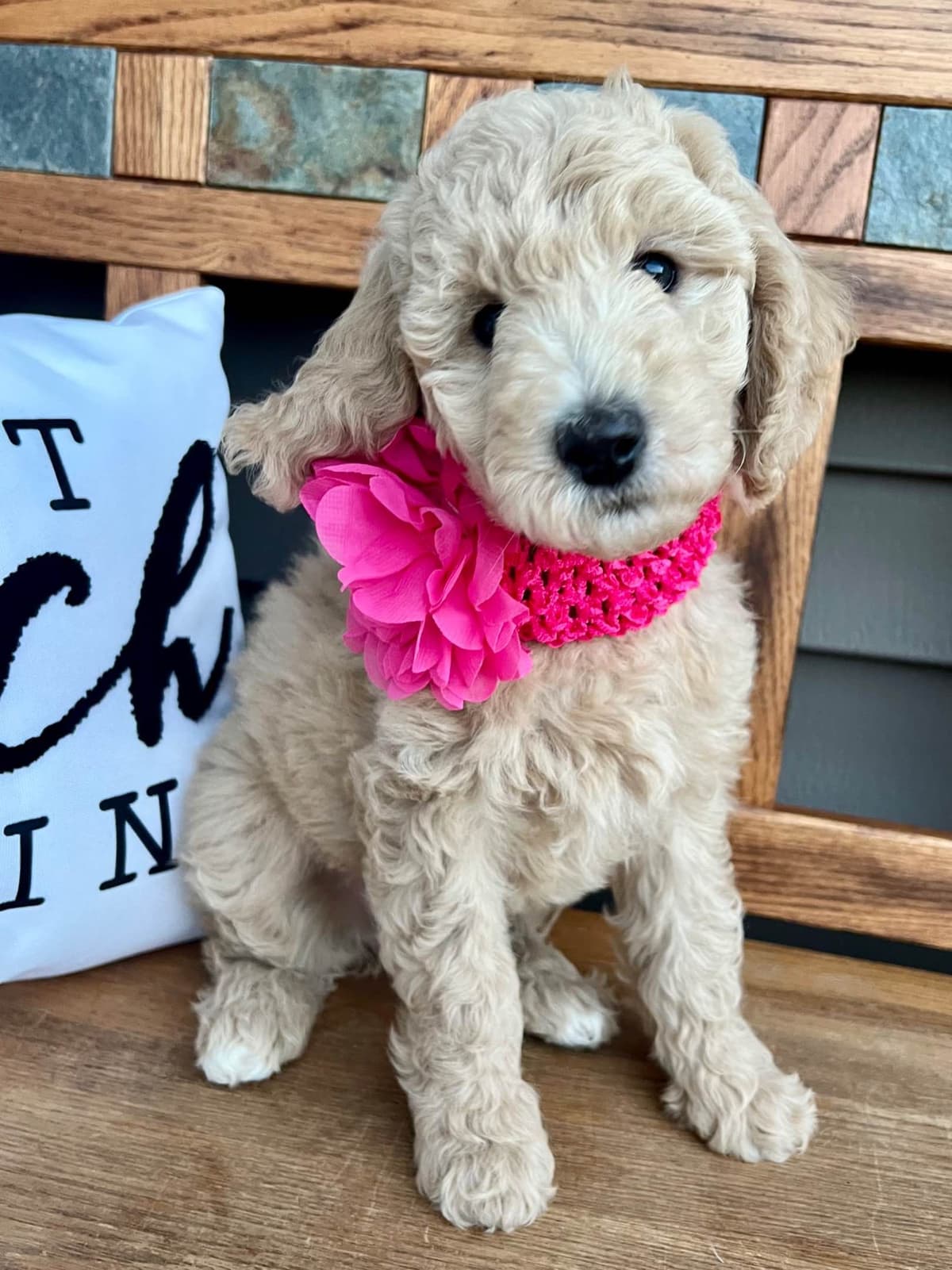Poodle Puppies breeder image 5
