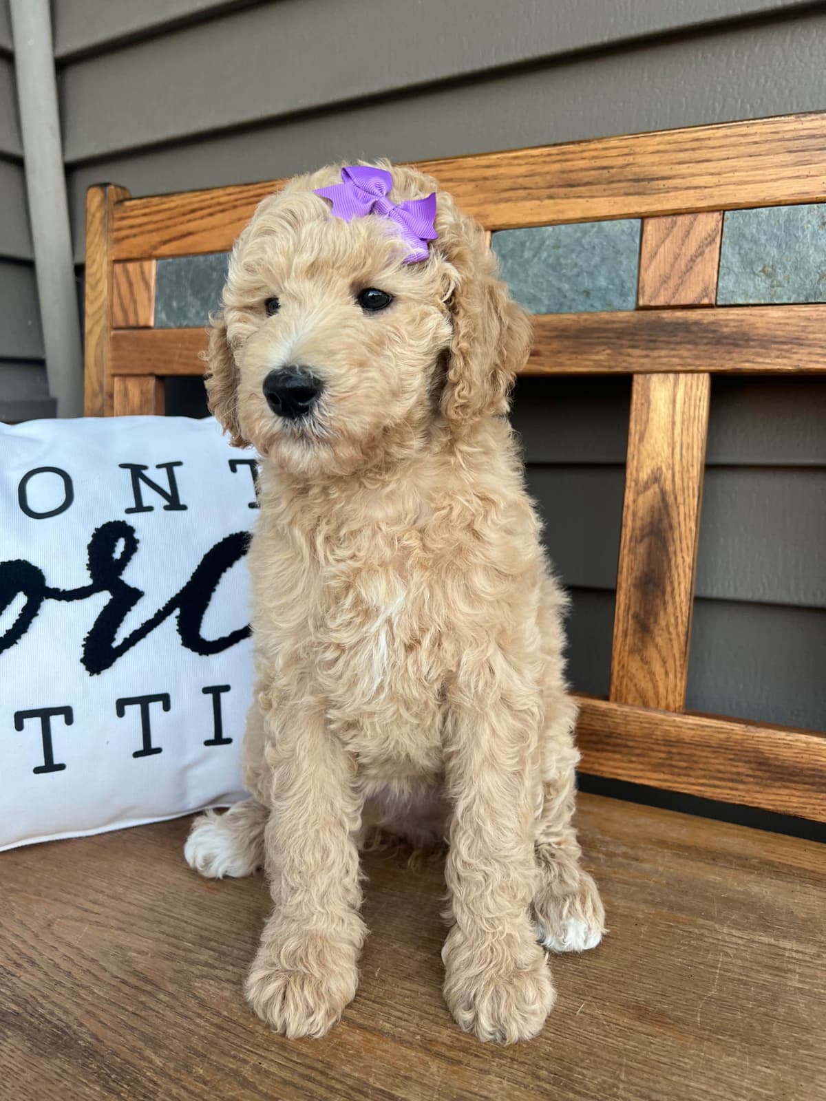 Poodle Puppies breeder image 6