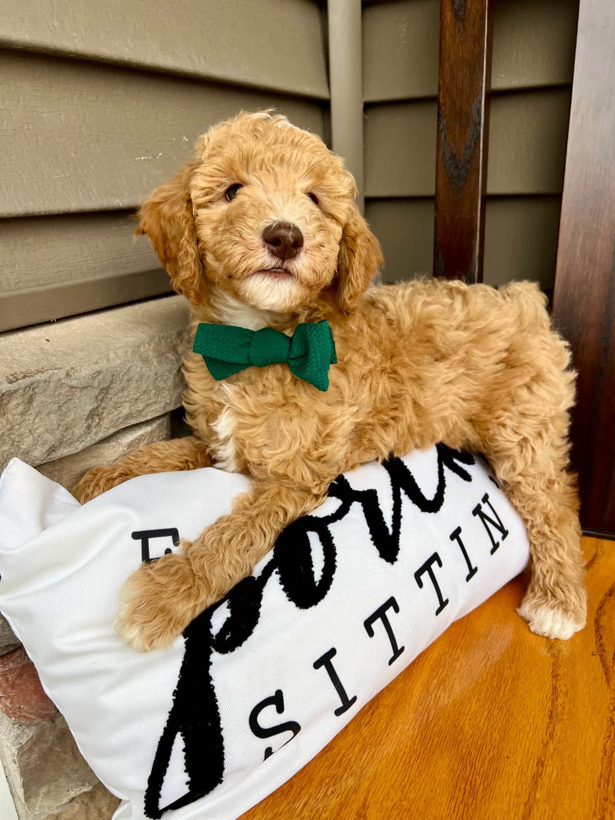 Poodle Puppies breeder image 7