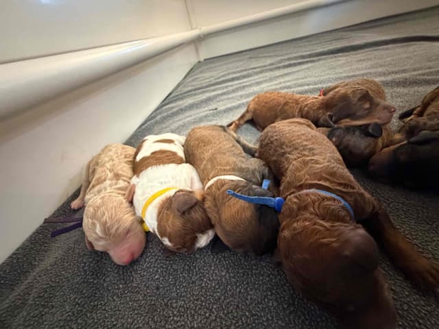 Poodle Puppies media 2